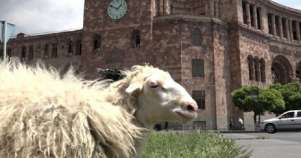 Նիկոլը հիմա էլ ոչխարաբուծությամբ է հպարտանում